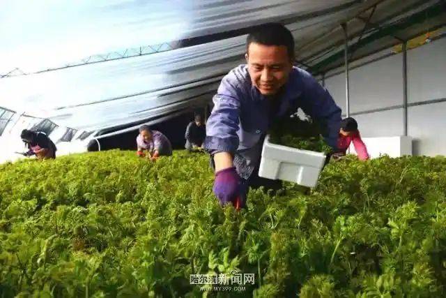 Technology for vegetable growing in the southern sheds