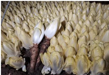 图文精解芽球菊苣种植技术
