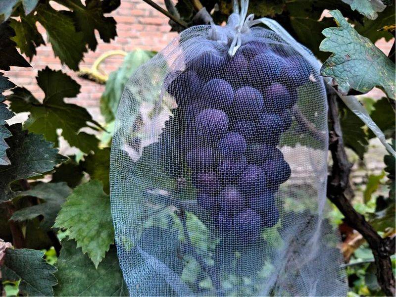 Grain gardening techniques