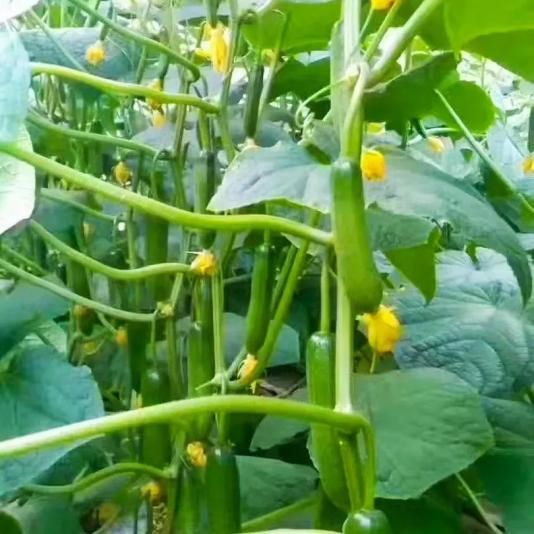 南方大棚蔬菜种植技术