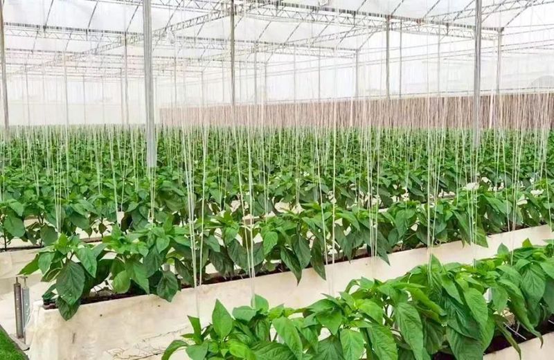 南方大棚蔬菜种植技术