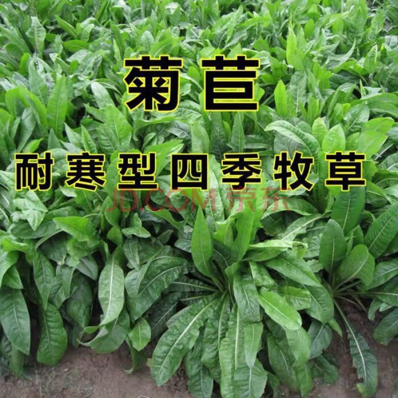 Tweedy technique for the cultivation of tweezers