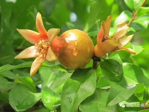 Softseed pomegranate cultivation techniques