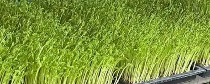芽苗菜的种植方法及图片