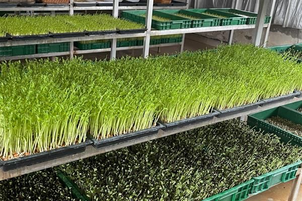 芽苗菜的种植方法及图片
