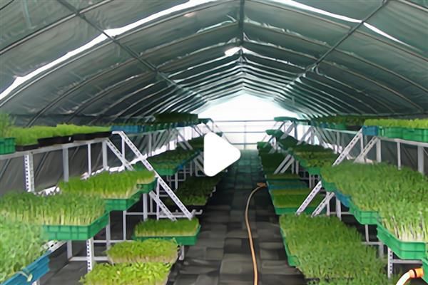 芽苗菜的种植方法及图片