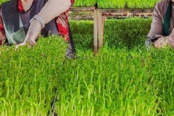 芽苗菜的种植方法及图片