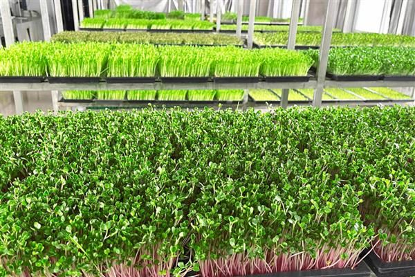 芽苗菜的种植方法及图片