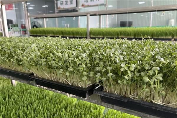 芽苗菜的种植方法及图片