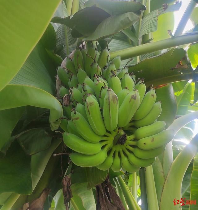 Fruit papaya cultivation