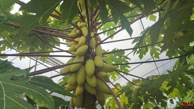 Fruit papaya cultivation
