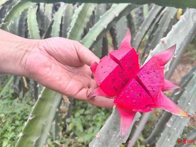 Fruit papaya cultivation