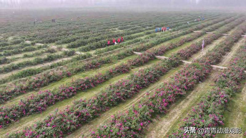 Video of rose growing technology