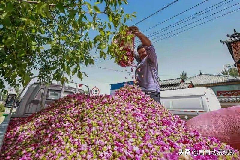 Video of rose growing technology