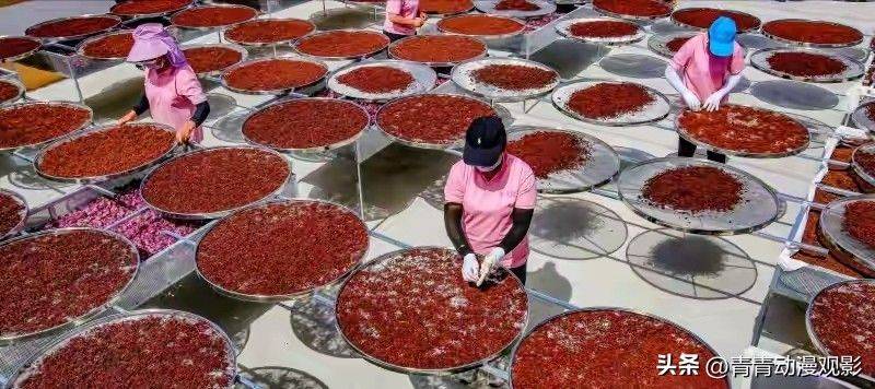 Video of rose growing technology