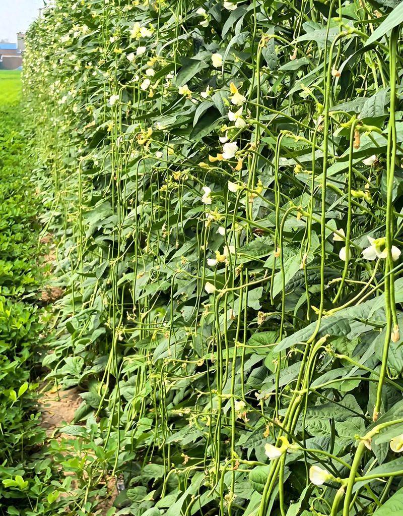 Picture of the method of growing the bean horns