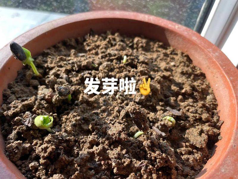 The method and time of cultivation of the lame