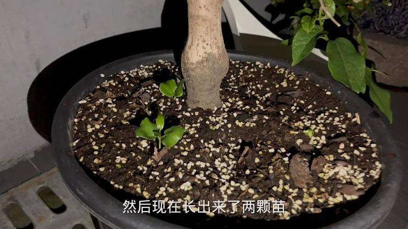 The method and time of cultivation of the lame