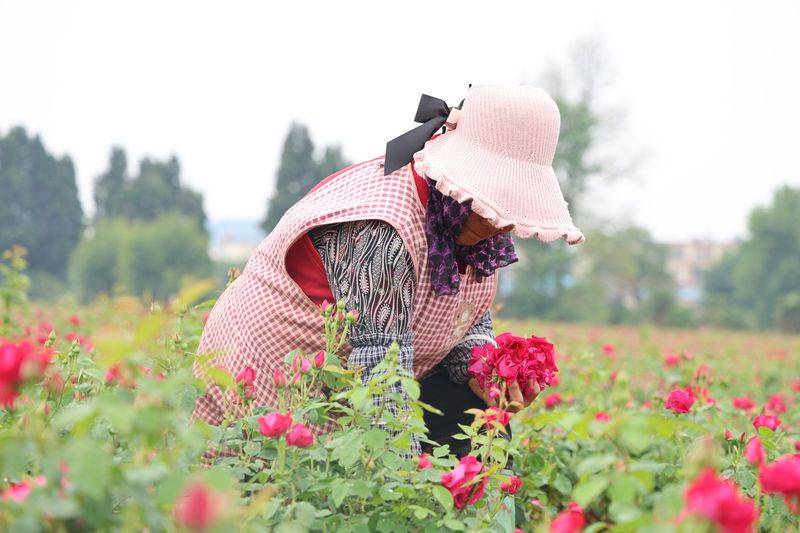 Video of rose growing technology