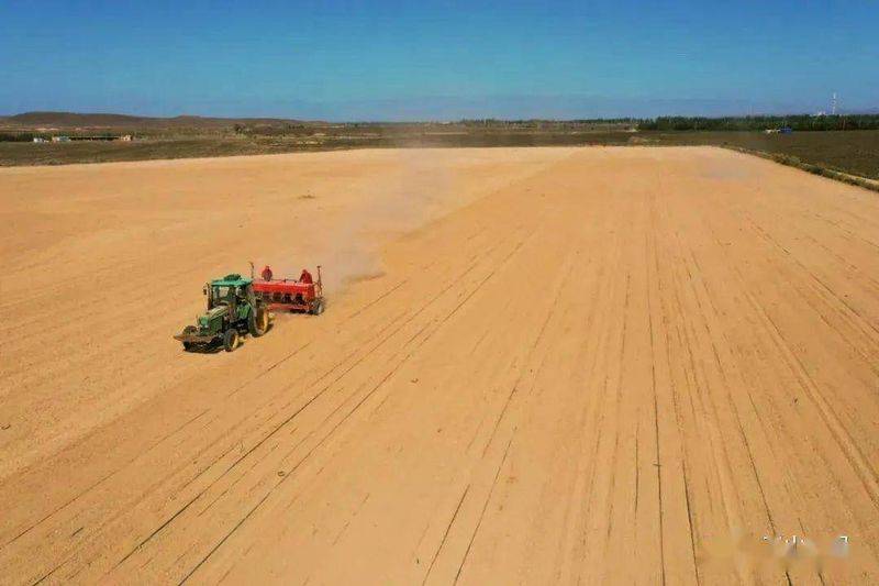 Winter wheat planting techniques