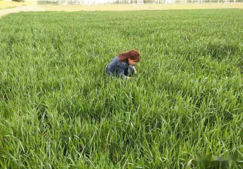 Winter wheat planting techniques