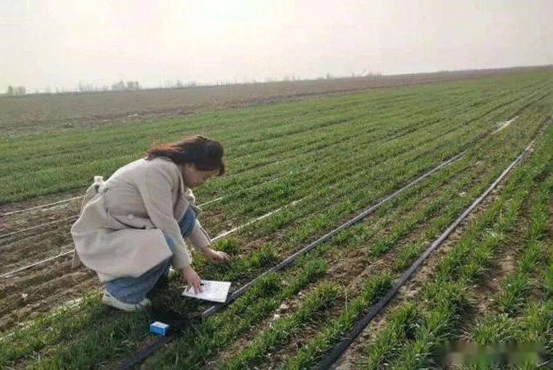 Winter wheat planting techniques