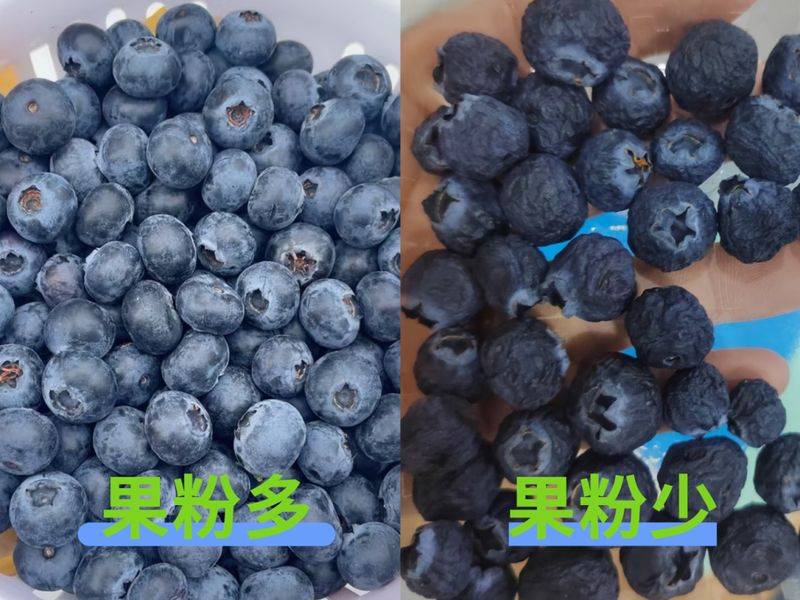 Technologies for blueberry seedling cultivation