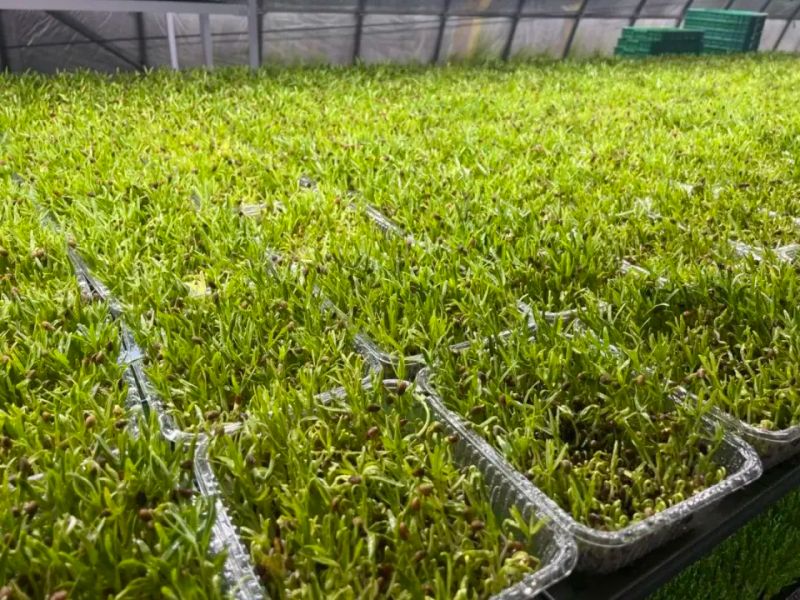 芽苗菜的种植方法及图片
