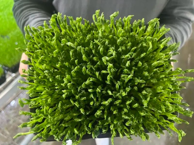 芽苗菜的种植方法及图片