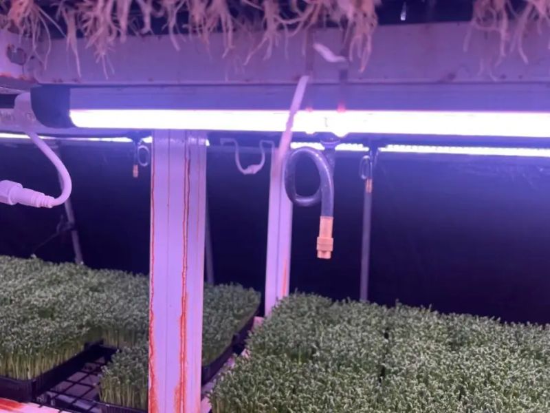 芽苗菜的种植方法及图片