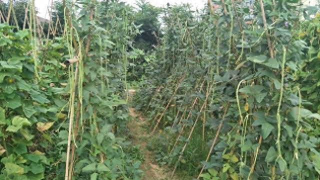 豆角种植搭架方法图片