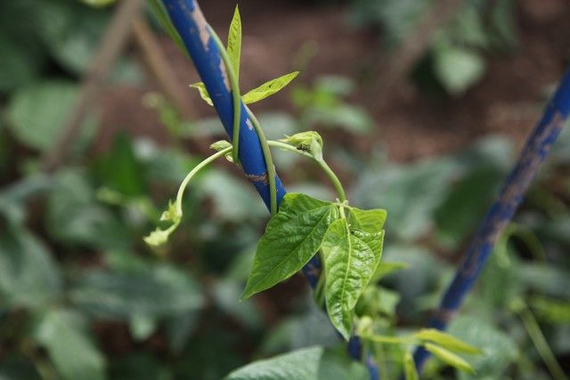 豆角种植搭架方法图片