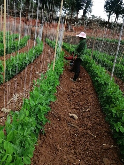 豆角种植搭架方法图片