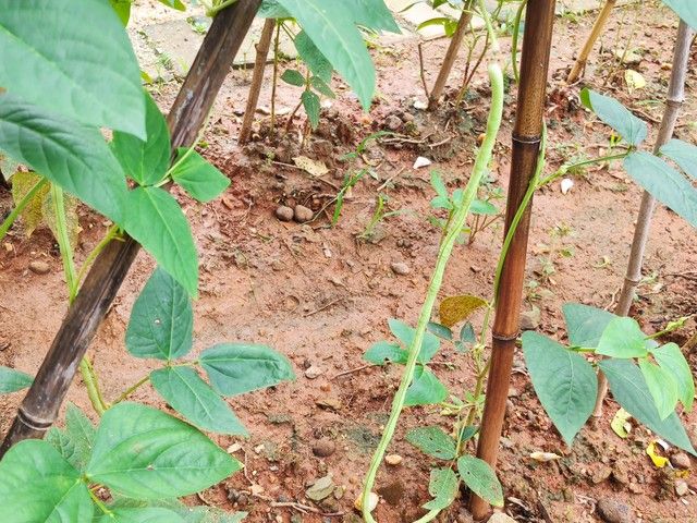豆角种植搭架方法图片