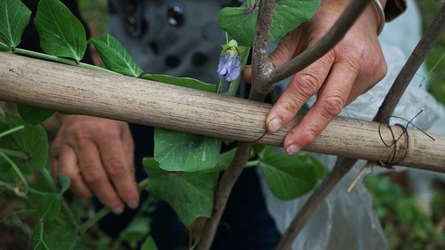 豆角种植搭架方法图片