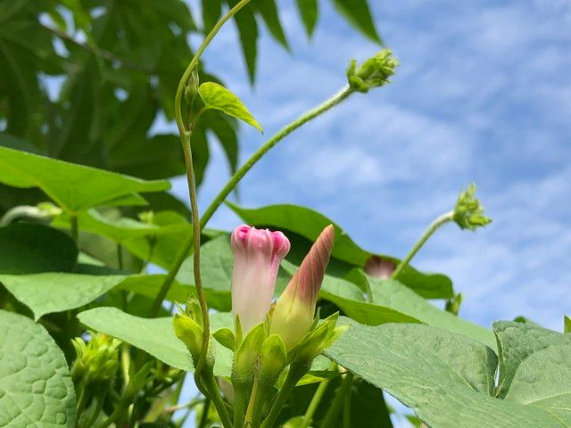 豆角种植搭架方法图片