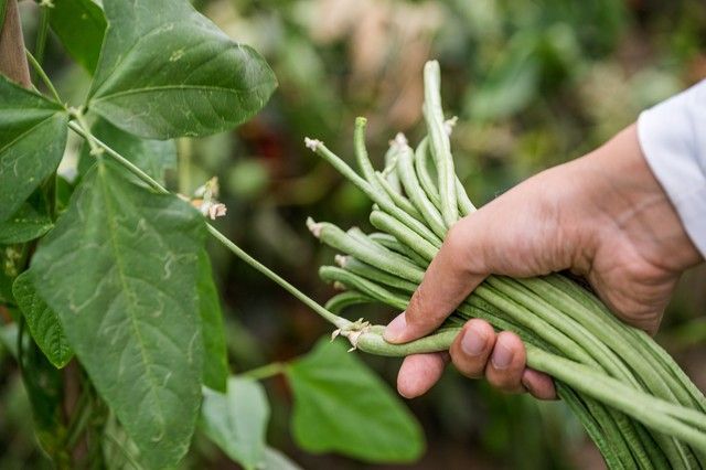 豆角种植搭架方法图片