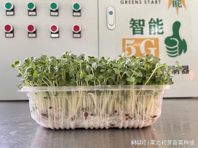 The method of planting sprouts and pictures