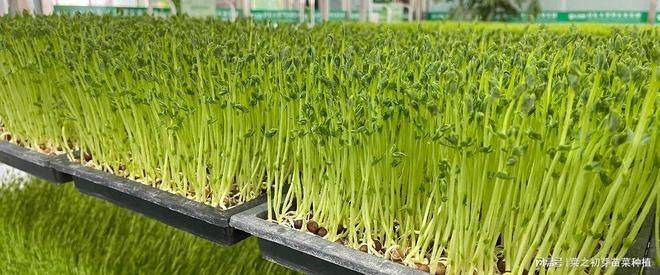 The method of planting sprouts and pictures
