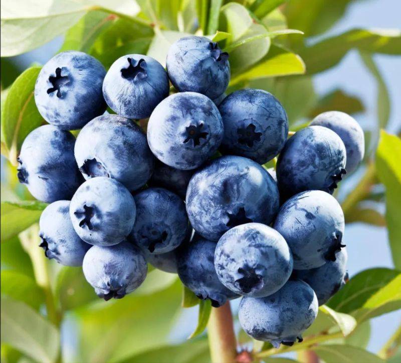 Technologies for blueberry seedling cultivation