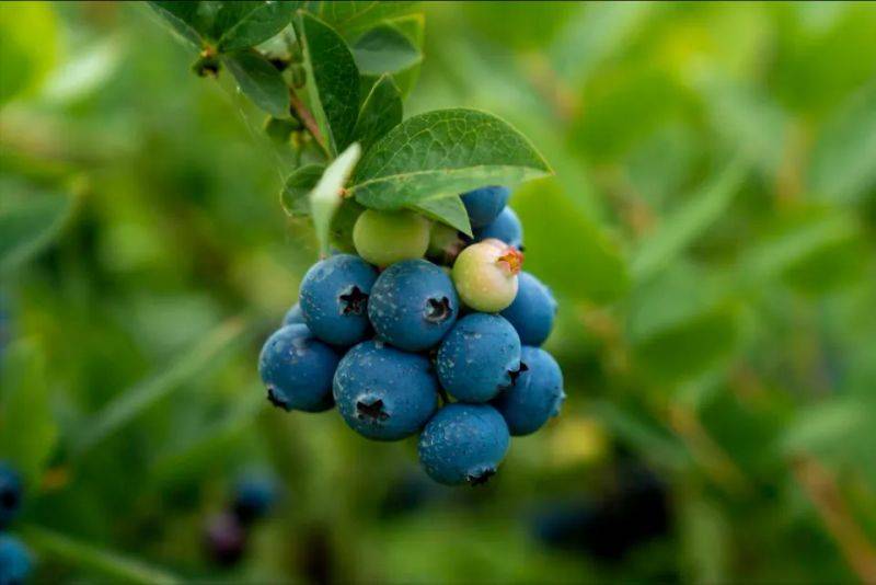 Technologies for blueberry seedling cultivation
