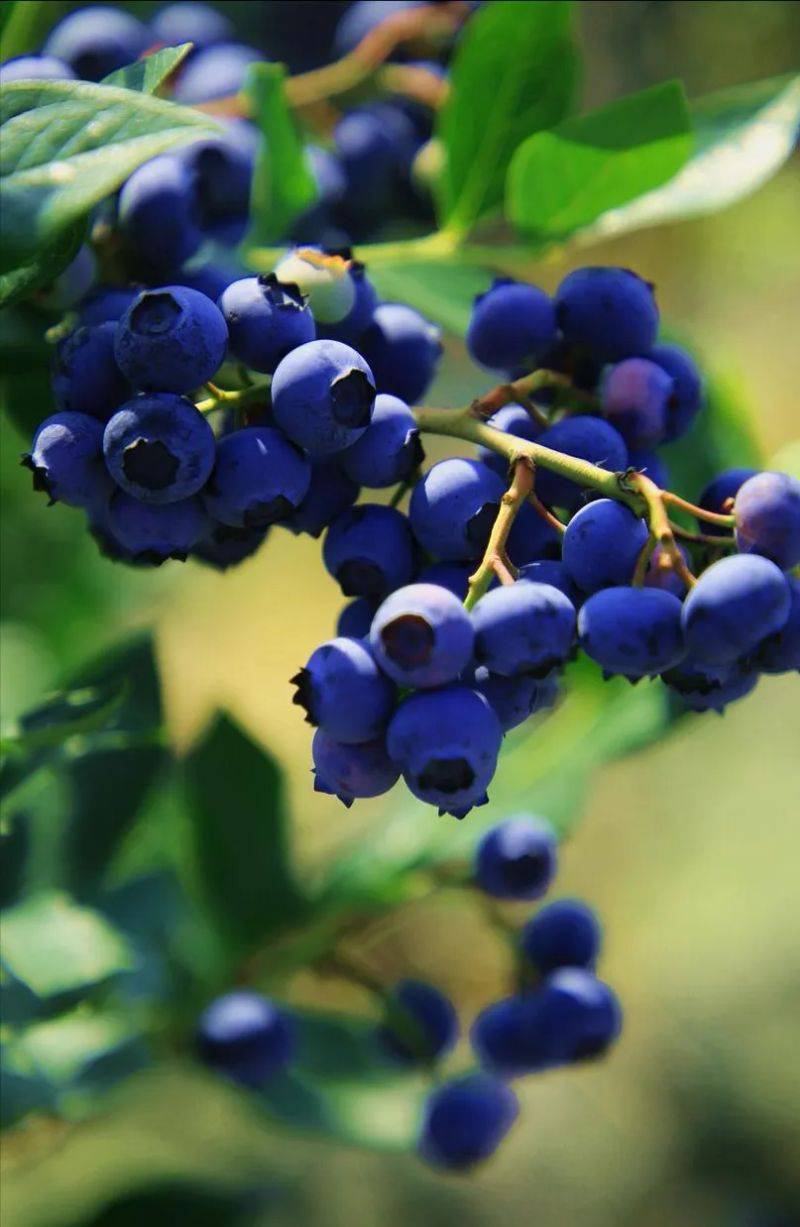 Technologies for blueberry seedling cultivation