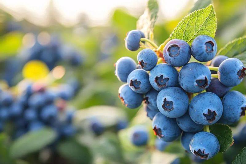 Technologies for blueberry seedling cultivation