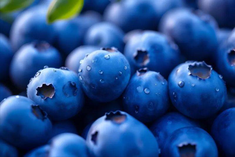 Technologies for blueberry seedling cultivation
