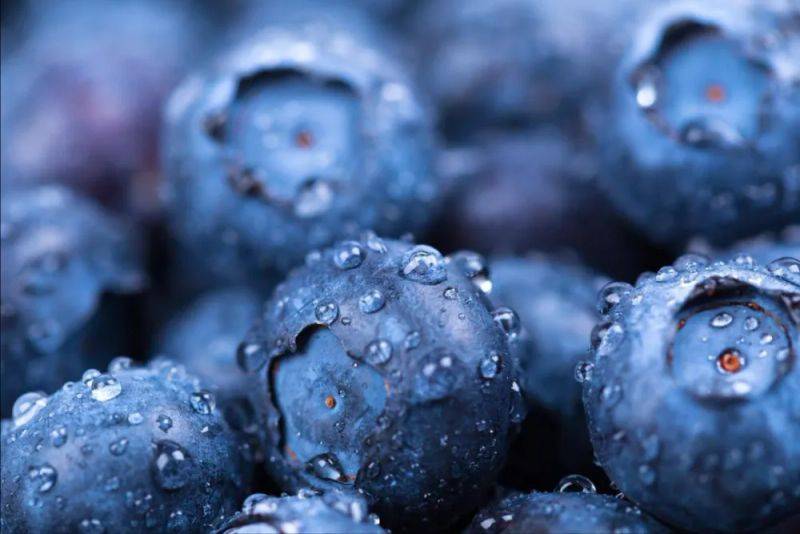 Technologies for blueberry seedling cultivation