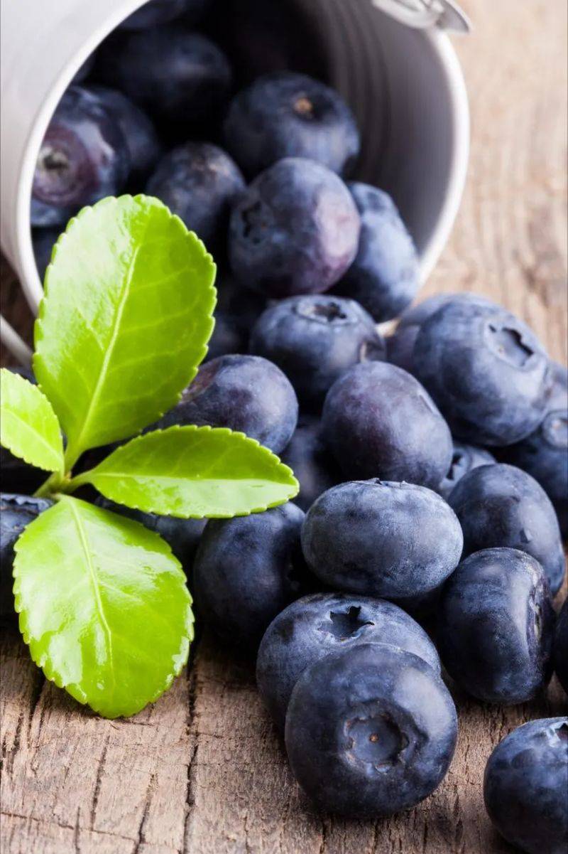 Technologies for blueberry seedling cultivation