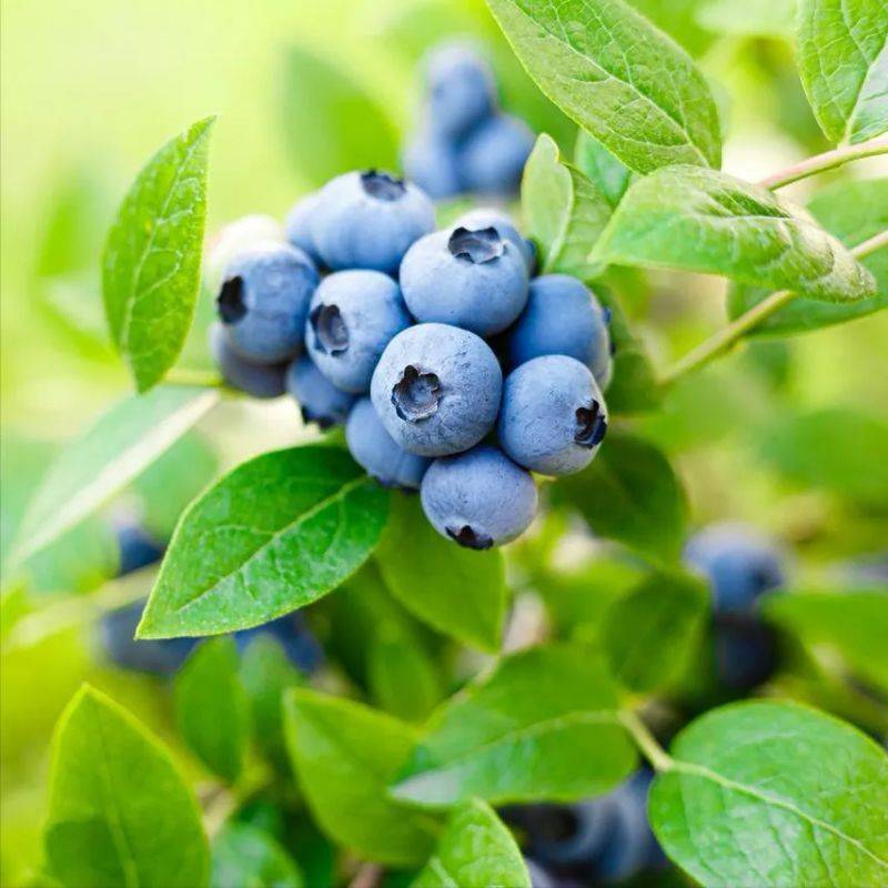 Technologies for blueberry seedling cultivation