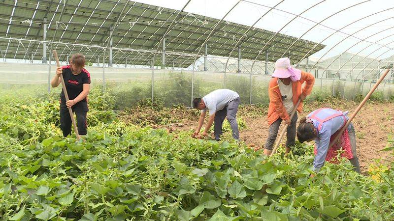A video of the technology of growing large sheds