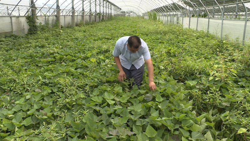 A video of the technology of growing large sheds