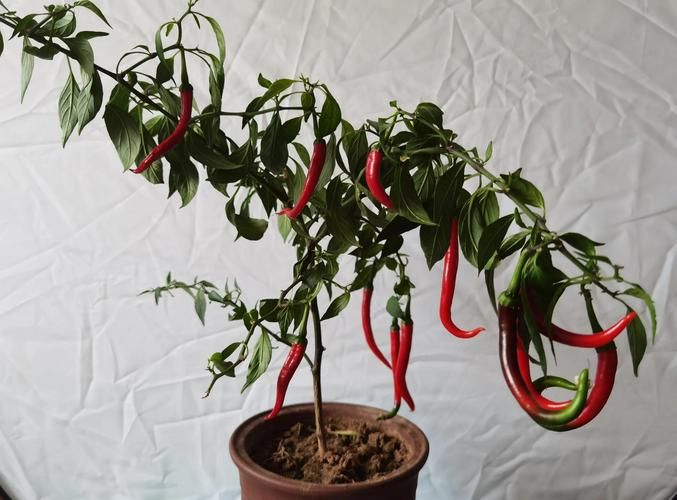 辣椒种植技术视频播放